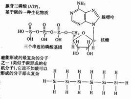 碳基生物 碳基生物