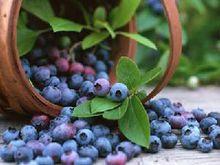 新鮮藍莓