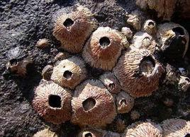 厚殼龜藤壺 厚殼龜藤壺