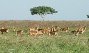 戈朗巴國家公園 戈朗巴國家公園