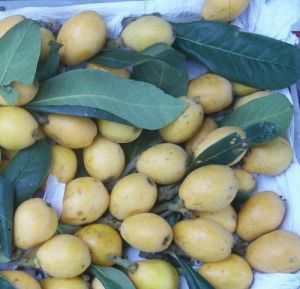 大果番石榴 大果番石榴