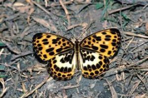 麗黃卷蛾 麗黃卷蛾