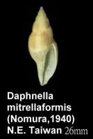 雲彩卷管螺 雲彩卷管螺