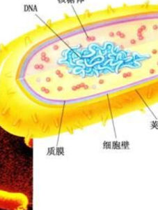 原核細胞 原核細胞