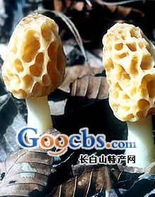 長白山野生羊肚菌 長白山野生羊肚菌