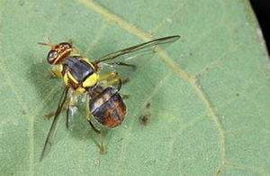 東方果實蠅 東方果實蠅