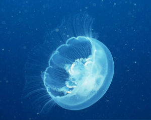 銀水母 銀水母