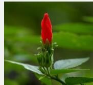 懸鈴花屬 懸鈴花屬