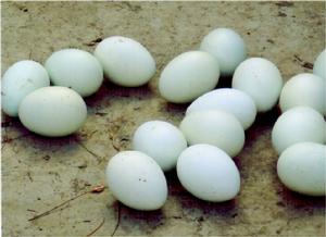 （圖）綠皮雞蛋 