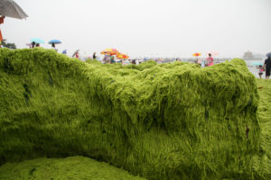 藻類災害預警信號