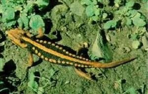 （圖）廣西瘰螈