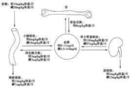 鈣磷代謝 鈣磷代謝