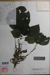 灰綠水苧麻[灰綠水苧麻]