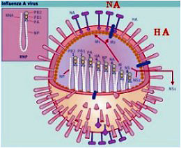 H5N1病毒