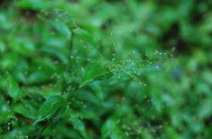 日本柳葉箬 日本柳葉箬