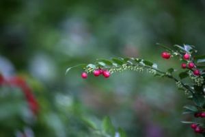 雲南野扇花 雲南野扇花