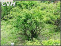 傘花薔薇 傘花薔薇