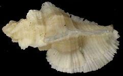 寬葉芭蕉螺 寬葉芭蕉螺