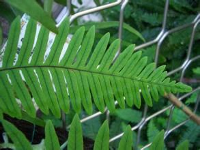 台灣擬水龍骨 台灣擬水龍骨