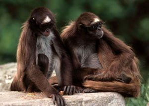 棕蜘蛛猴 Ateles hybridus