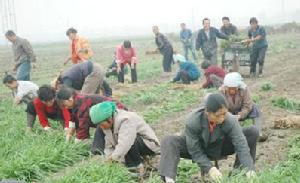（圖）農民喜獲豐收韭苔