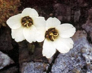 波密無心菜 波密無心菜