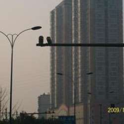 土橋新都大廈 土橋新都大廈