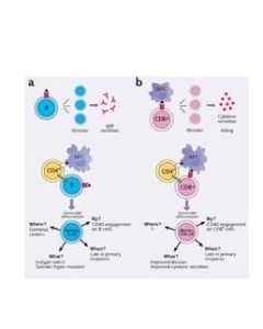 記憶T細胞 記憶T細胞