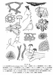 東亞花萼苔 東亞花萼苔