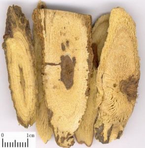 黨參杞子燉胎盤