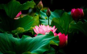 蓮花縣荷花博覽園 蓮花縣荷花博覽園