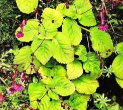 斜蒴對葉蘚 斜蒴對葉蘚