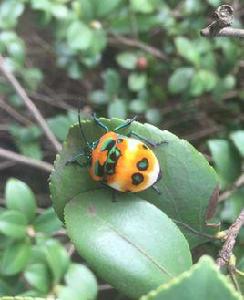 油茶寬盾蝽 油茶寬盾蝽