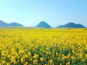華雜4號 華雜4號