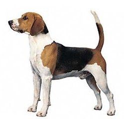 塞爾維亞三色獵犬