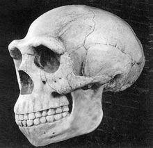 北京人頭蓋骨化石