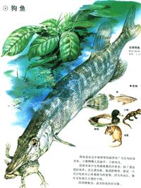 美洲狗魚蛙 美洲狗魚蛙