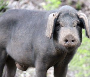 天心極地黑山豬