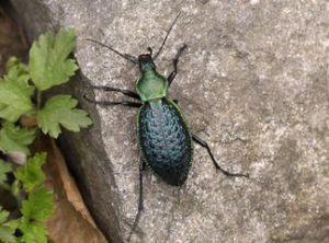 八斑光鞘步甲 八斑光鞘步甲