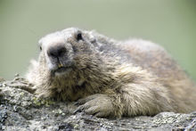 非洲煙鼠 非洲煙鼠