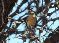桂紅歌鵐 桂紅歌鵐