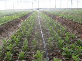 氣候適應 氣候適應