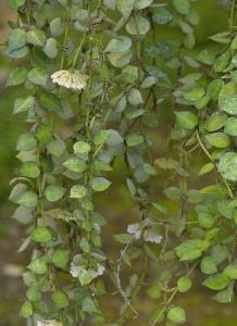 四裂細裂瓣苔 四裂細裂瓣苔