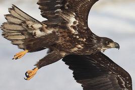 太子歸來 太子歸來