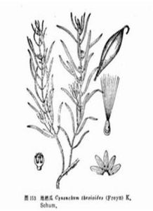 地梢瓜組 地梢瓜組