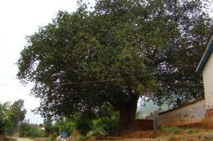 葡萄塘村 葡萄塘村