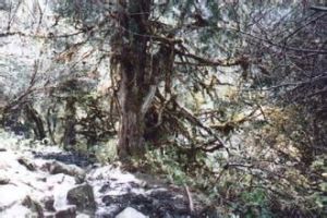 長隔木族 長隔木族