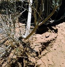 梭梭及其下肉蓯蓉