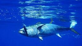 世界鮪魚日 世界鮪魚日