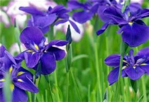 青海鳶尾 青海鳶尾